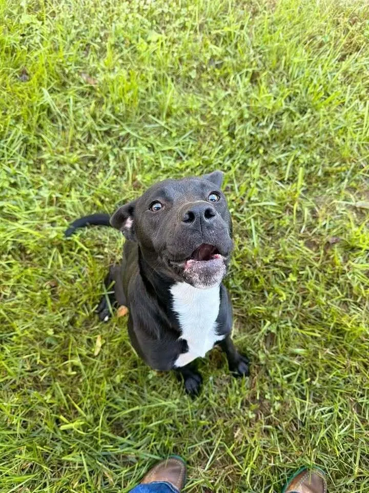 An adult medium-sized female Tricolor (Brown, Black, & White) Pit Bull Terrier dog named Opal for adoption in Hillsboro, OH