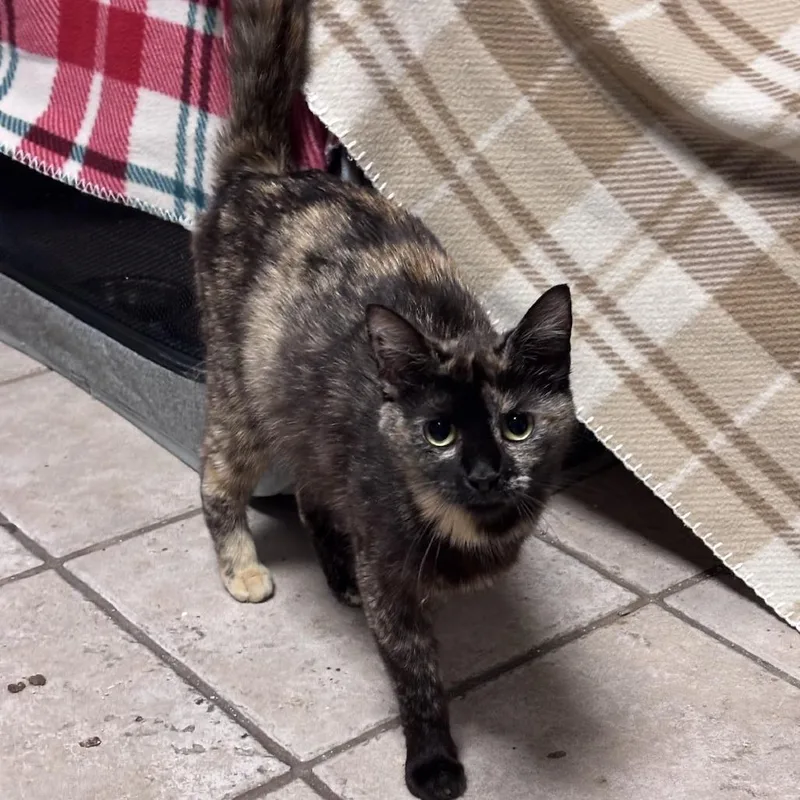 A young small-sized female Tortoiseshell Domestic Short Hair cat named Alley for adoption in Brooklyn, NY