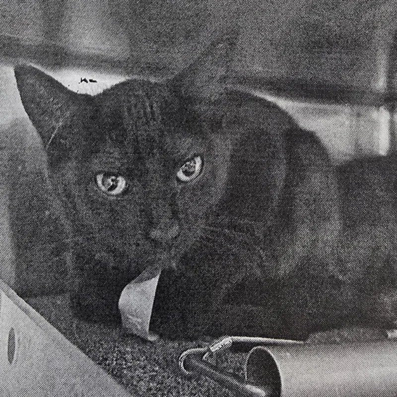 A young small-sized female Black Domestic Short Hair cat named Accra "Blanca" HSPPR for adoption in Denver, CO