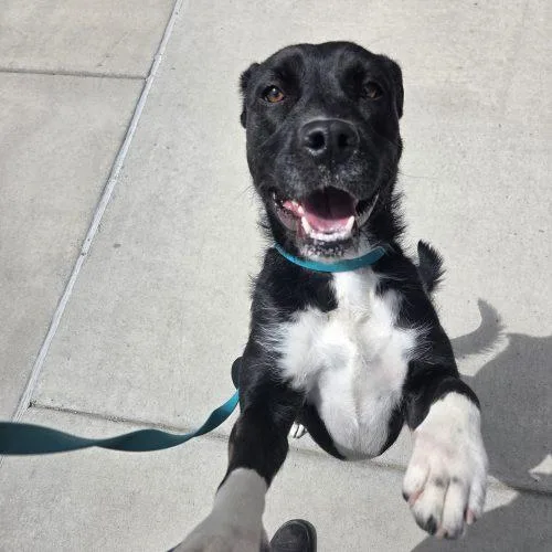 A young medium-sized female Black Cattle Dog dog named Rox for adoption in Grand Junction, CO