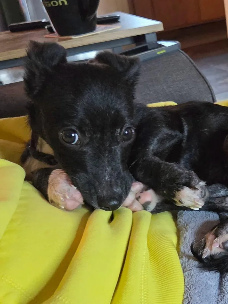 A baby small-sized female Black Dachshund dog named Binx for adoption in Bend, OR