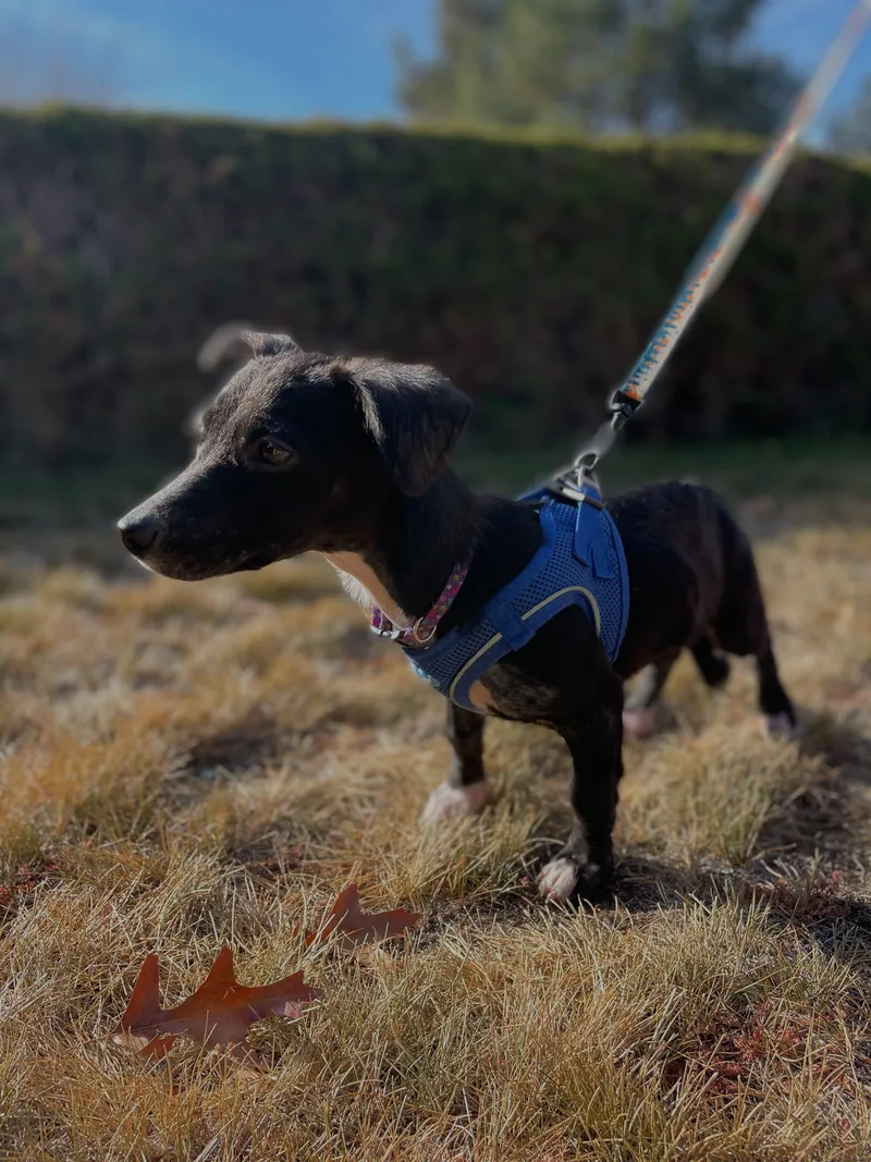 Binx thumbnail 2