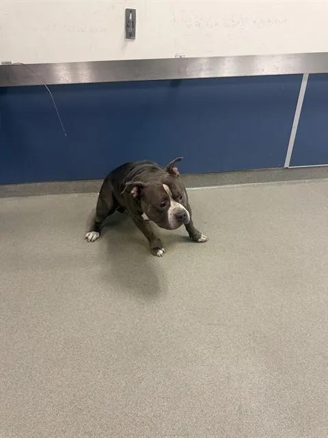 An adult large-sized male Pit Bull Terrier dog named Momo for adoption in Miami, FL
