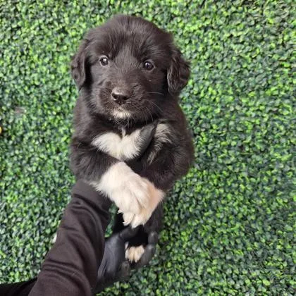 A baby small-sized female Black Shepherd dog named 60790266 for adoption in El Paso, TX