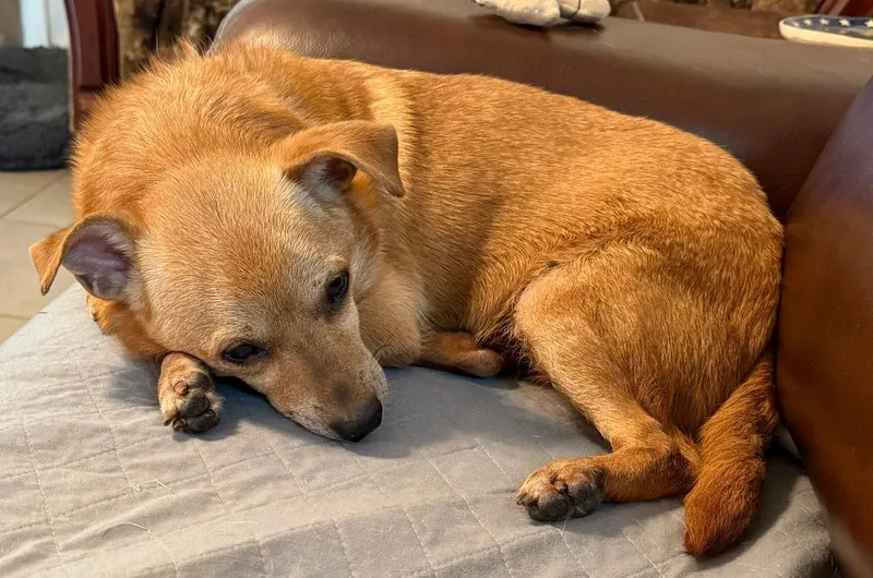Nugget