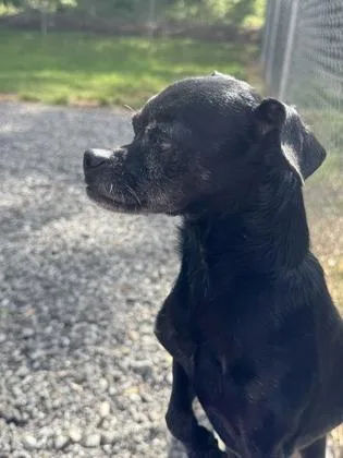 An adult small-sized male Chihuahua dog named Scooter for adoption in Wilkesboro, NC