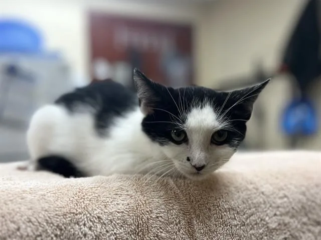 A baby small-sized male Domestic Short Hair cat named Jinx for adoption in Aliquippa, PA
