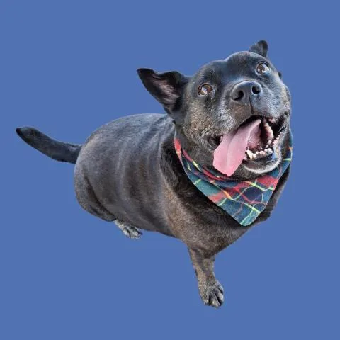 An adult medium-sized male Black Shepherd dog named Brutus for adoption in Thousand Oaks, CA
