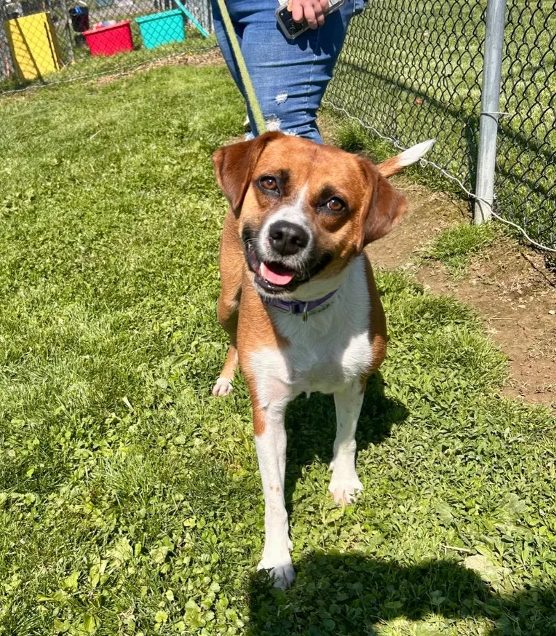An adult medium-sized female Mixed Breed dog named Zoey for adoption in New Manchester, WV