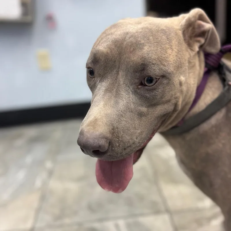 An adult large-sized female Brindle Pit Bull Terrier dog named Zion for adoption in Las Vegas, NV