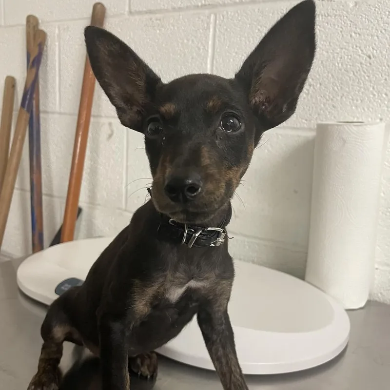 A baby small-sized female Black Miniature Pinscher dog named Nova for adoption in Edinburg, TX