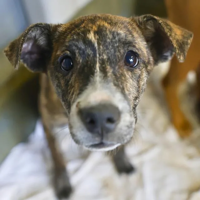 A baby small-sized female American Staffordshire Terrier dog named Pickles for adoption in San Antonio, TX