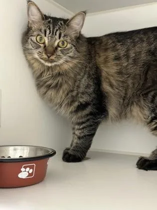 Feathers thumbnail 2