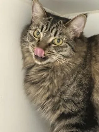 Feathers thumbnail 3