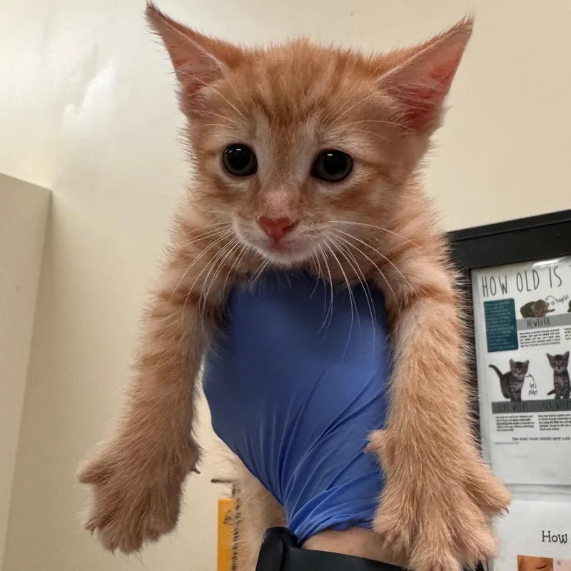 A baby small-sized female Orange / Red Domestic Short Hair cat named Duct Tape for adoption in Lynchburg, VA