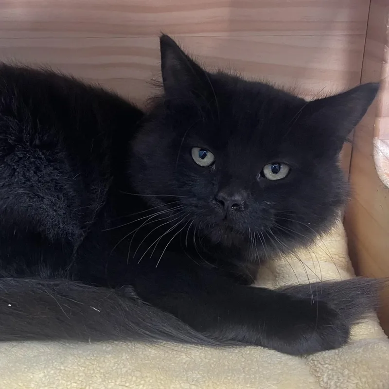 A baby small-sized male Black Domestic Long Hair cat named Carl for adoption in New Philadelphia, OH