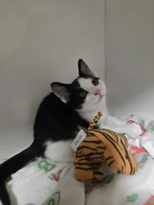A baby small-sized female Domestic Short Hair cat named Melon for adoption in Savannah, GA