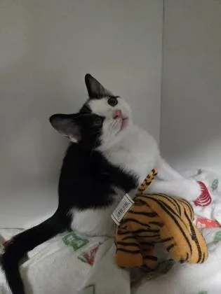 Melon thumbnail 2
