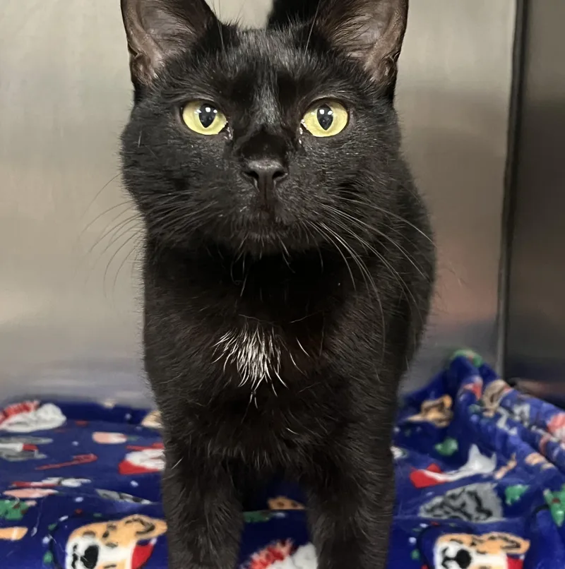 A baby small-sized female Black Domestic Short Hair cat named Nina for adoption in Johnston, RI