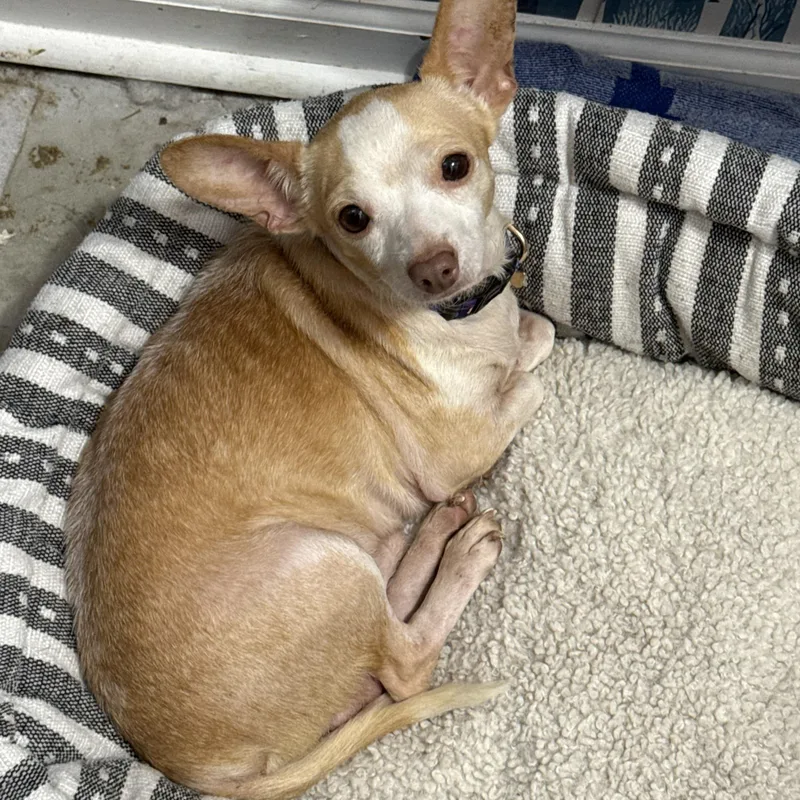 A senior small-sized male Apricot / Beige Chihuahua dog named Driftwood for adoption in Folkston, GA
