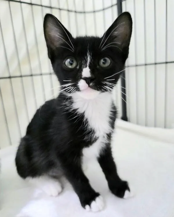 A baby small-sized female Domestic Short Hair cat named Snappy for adoption in Novato, CA