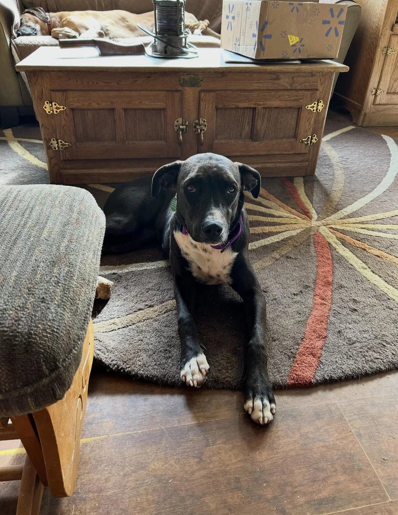 A young large-sized female Black Rhodesian Ridgeback dog named Perla for adoption in Oroville , CA