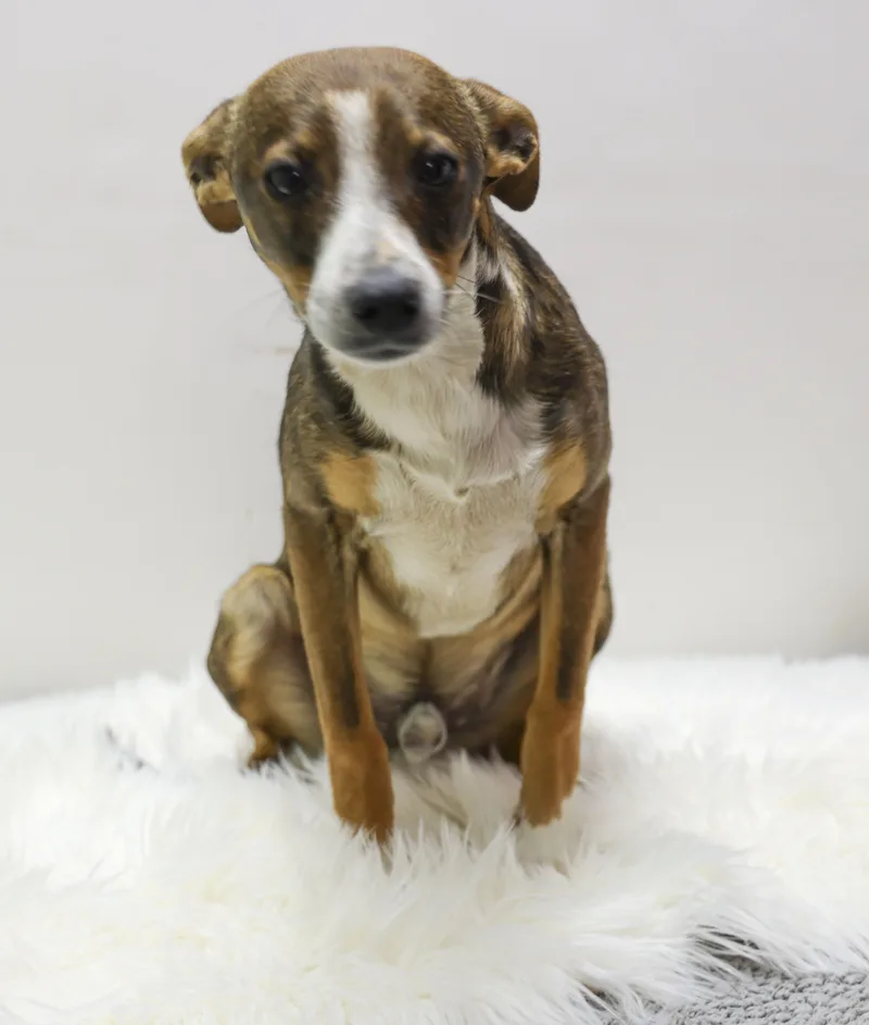 A young small-sized male White / Cream Chihuahua dog named Stetson for adoption in Casa Grande, AZ