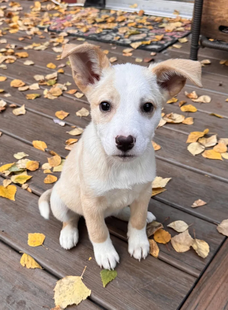 A baby medium-sized female Australian Shepherd dog named Aurora for adoption in Anchorage, AK