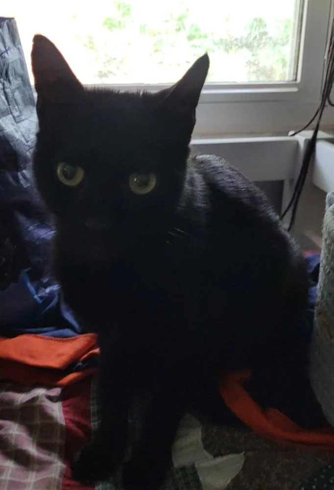 An adult small-sized female Black American Shorthair cat named Missy for adoption in Tampa, FL