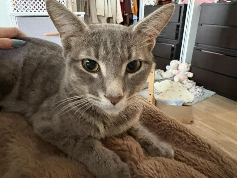 A young medium-sized female Blue Point Domestic Short Hair cat named Rosemary for adoption in tucson, AZ