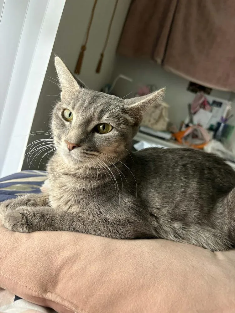 Rosemary thumbnail 2