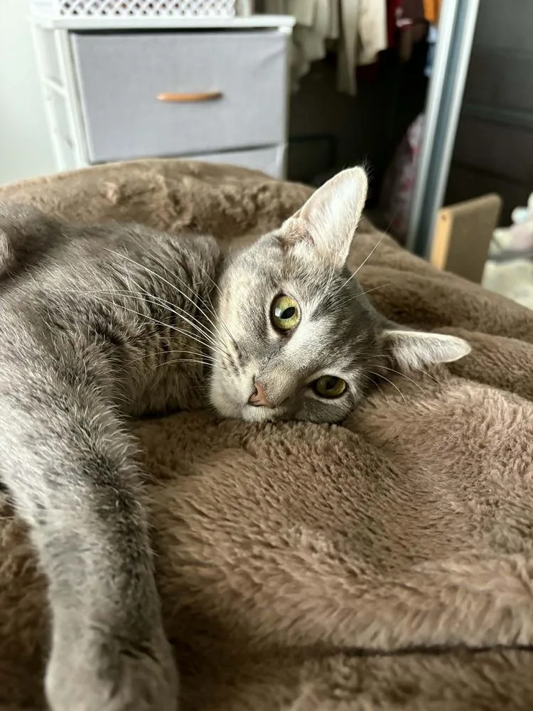 Rosemary thumbnail 4