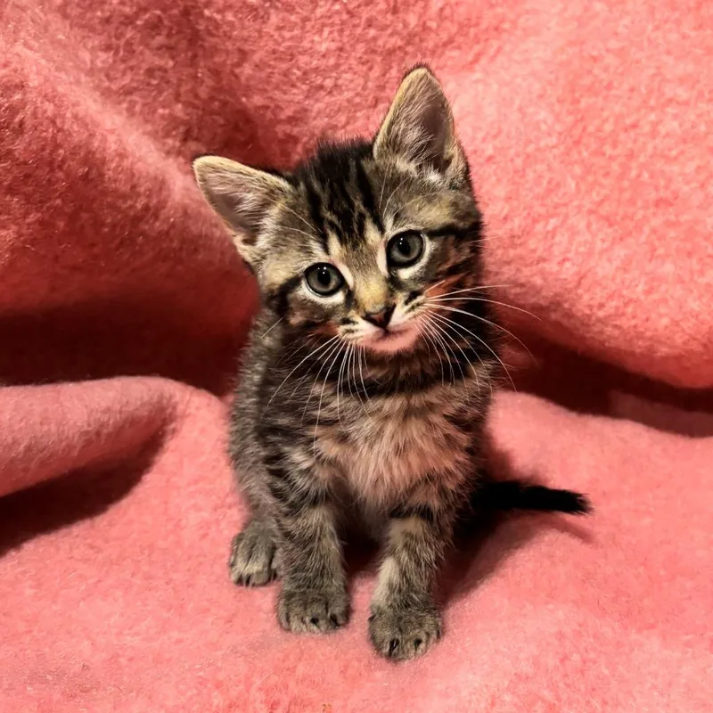A baby small-sized female Gray / Blue / Silver Domestic Short Hair cat named Chicky for adoption in Smithville, TN