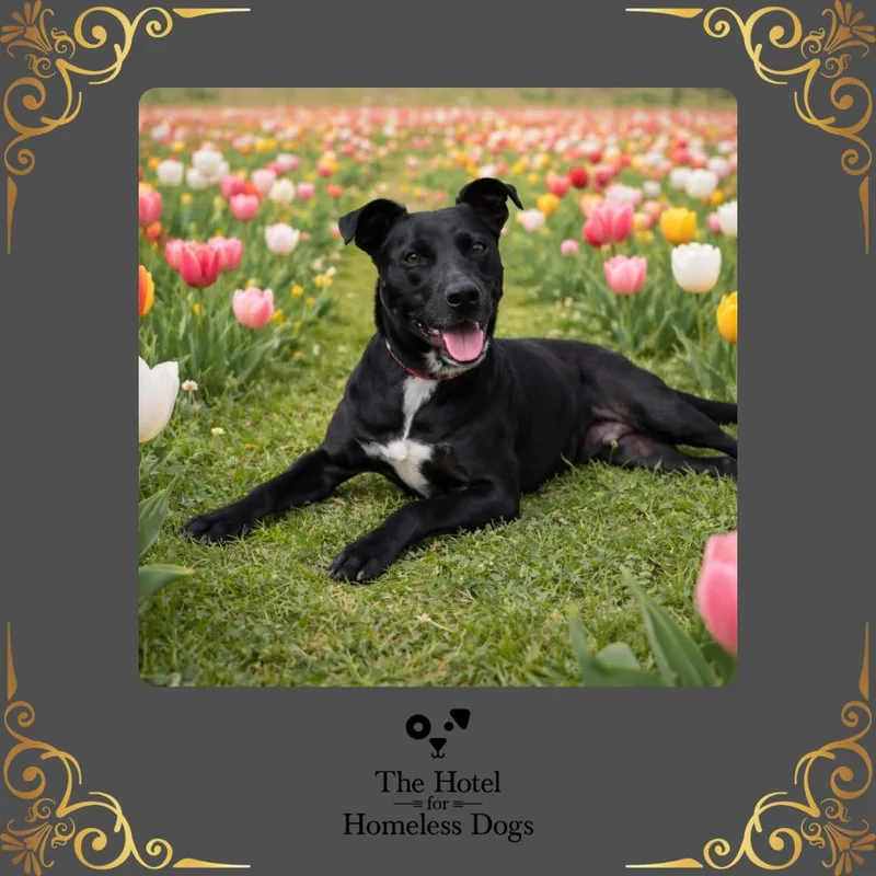 An adult medium-sized male Black Labrador Retriever dog named Huggins for adoption in Cumberland, RI