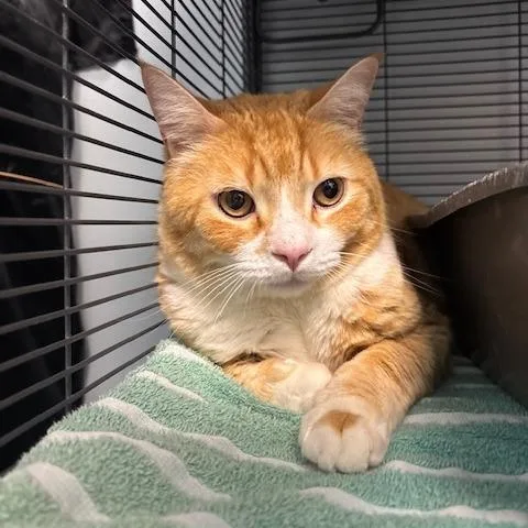 An adult large-sized male Orange / Red Domestic Short Hair cat named Cheeseball for adoption in Mooresville, NC