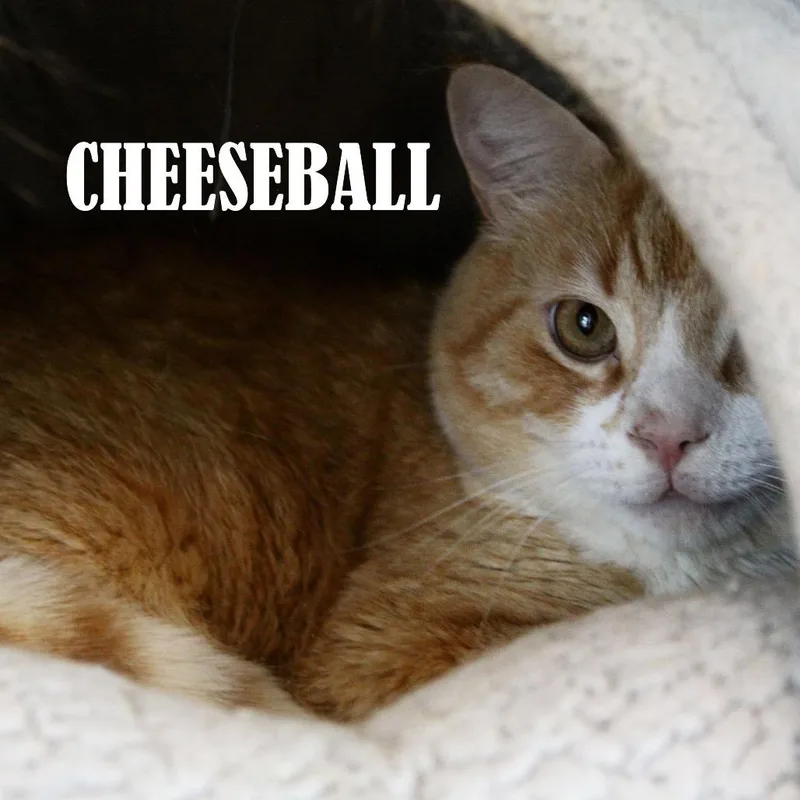 Cheeseball thumbnail 2