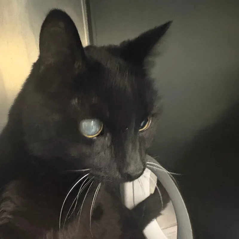 A senior small-sized female Black Domestic Short Hair cat named Shanti for adoption in Brockton, MA