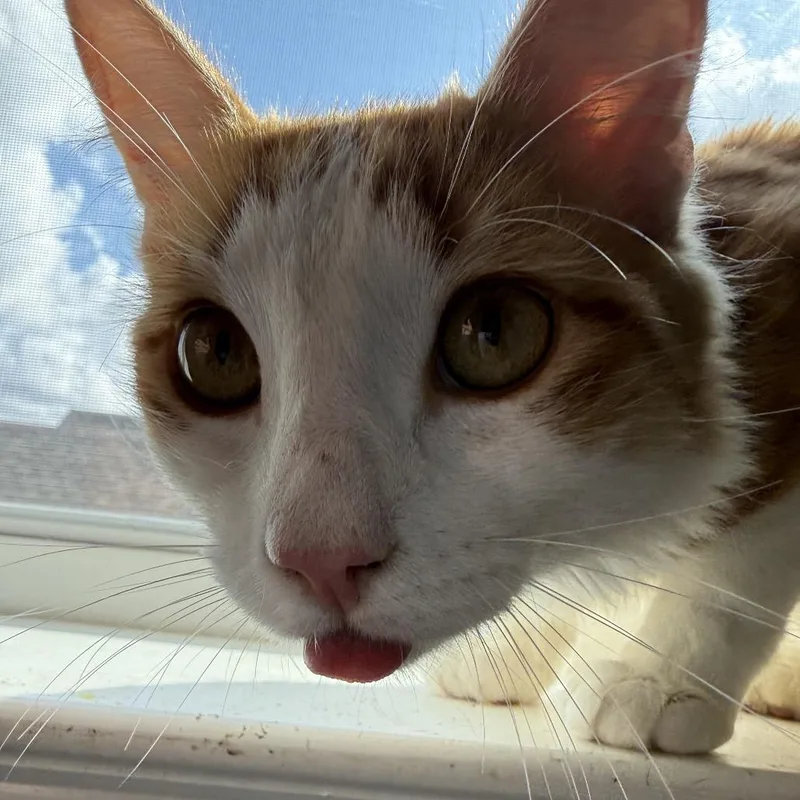 An adult medium-sized male Orange / Red Domestic Medium Hair cat named Cheeto for adoption in Leander, TX