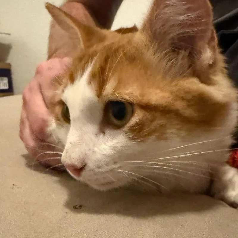 Cheeto thumbnail 2