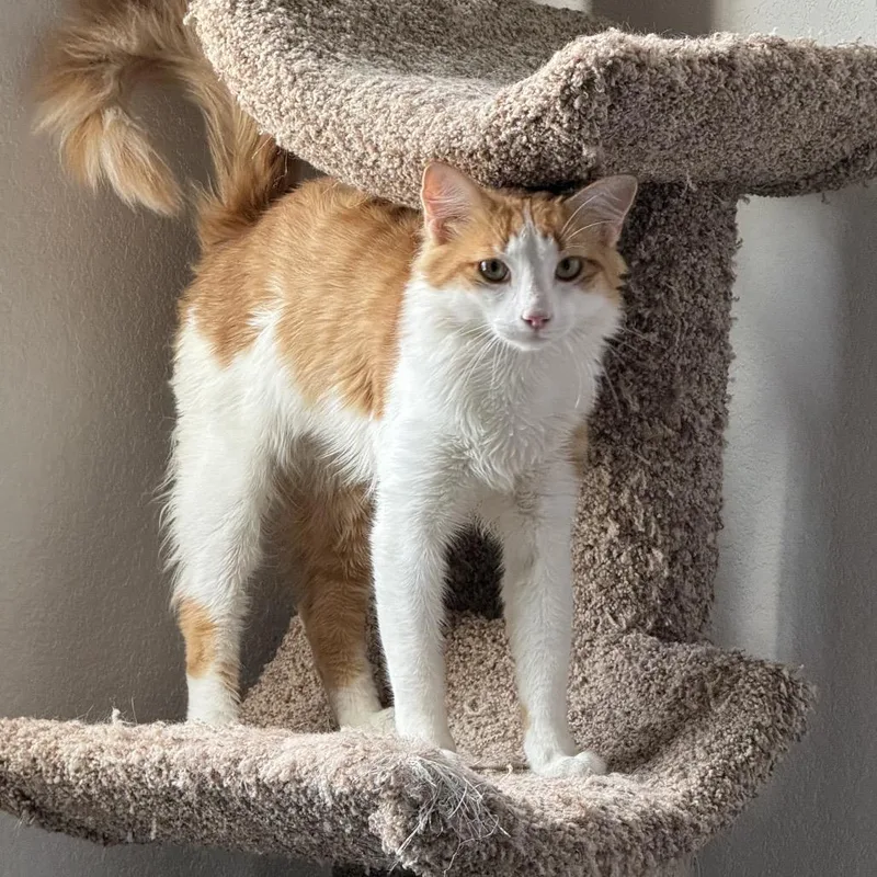 Cheeto thumbnail 6