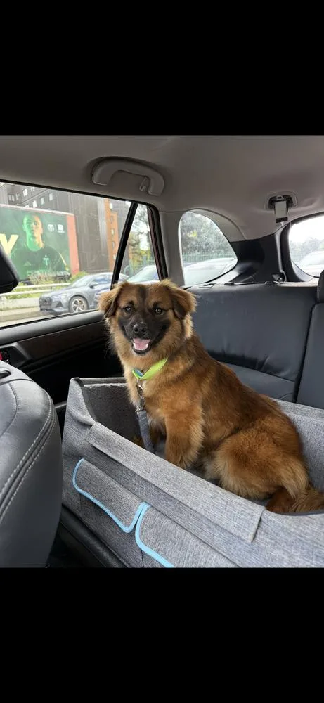 A young small-sized male Brown / Chocolate Corgi dog named Slug for adoption in Vancouver, WA