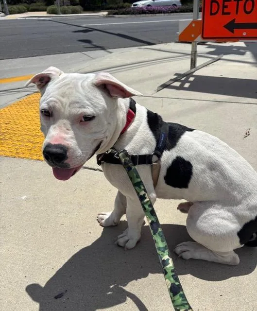 A young large-sized male Pit Bull Terrier dog named Lil Bit for adoption in Santa Barbara, CA