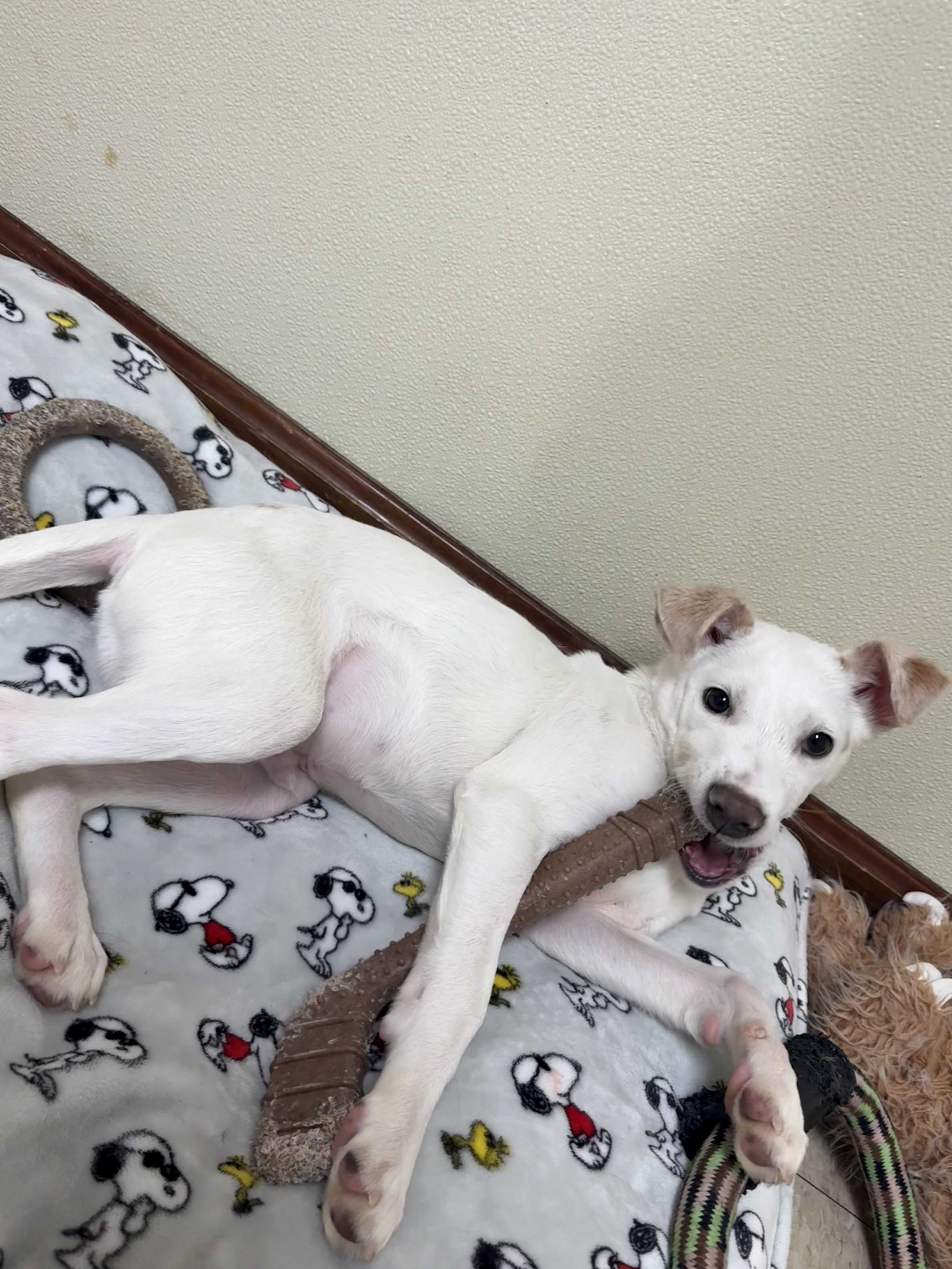 A baby medium-sized male White / Cream Mixed Breed dog named Ace for adoption in Douglas, MA