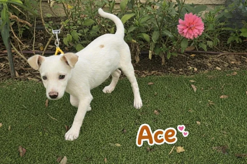 Ace thumbnail 6