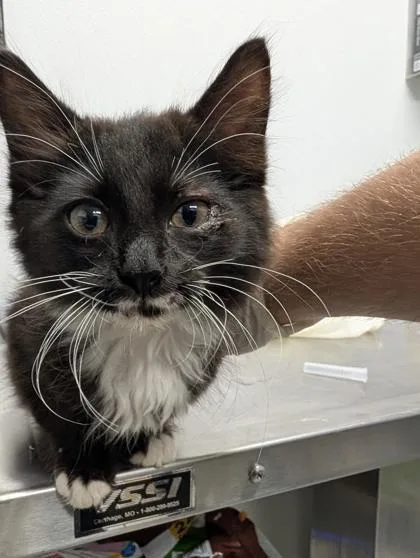 A baby small-sized male Domestic Short Hair cat named Stilton for adoption in West Chester, PA