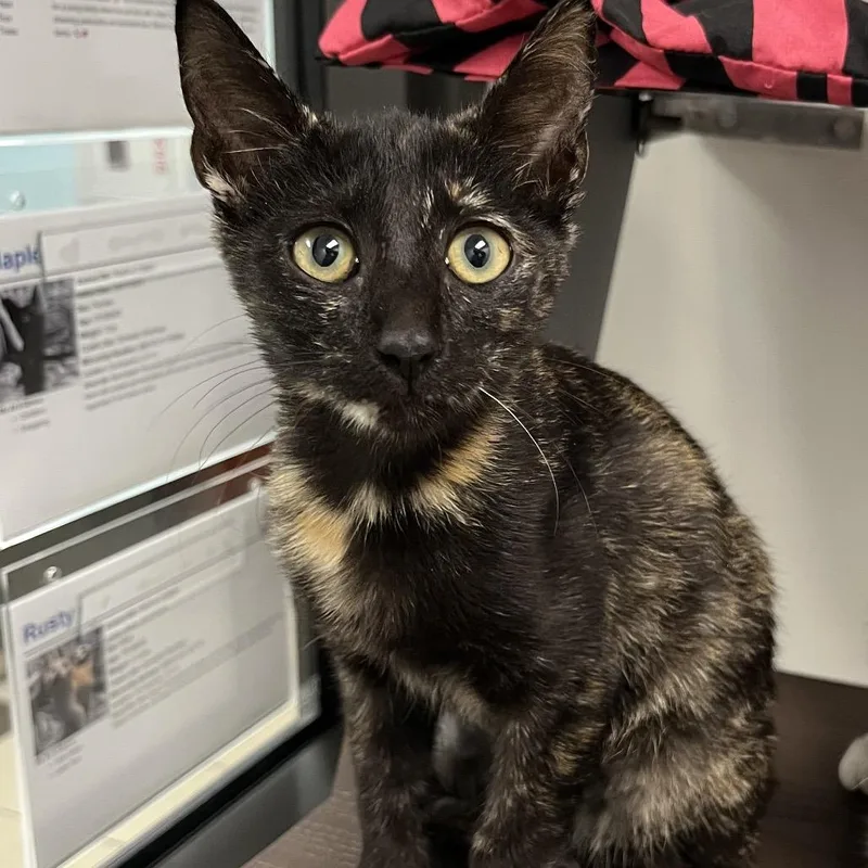 A baby small-sized female Black Domestic Short Hair cat named Maple for adoption in West Palm Beach, FL