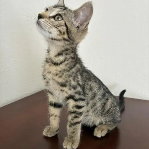 A baby medium-sized female Tabby (Buff / Tan / Fawn) Tabby cat named Bitty for adoption in Stockton, CA