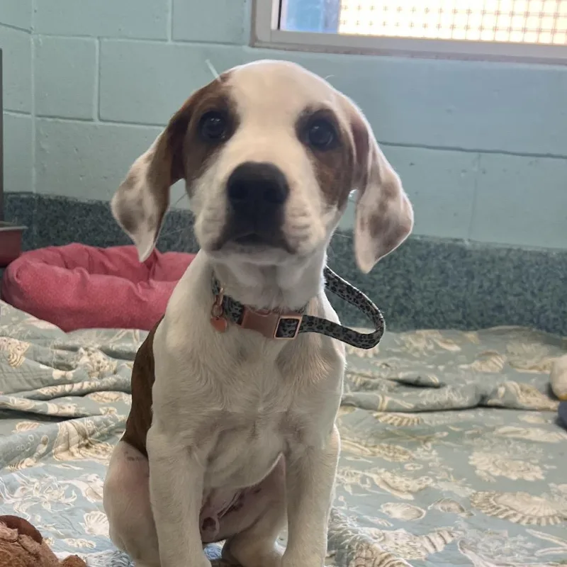 A baby small-sized male Brown / Chocolate Mixed Breed dog named Bora for adoption in Naples, FL