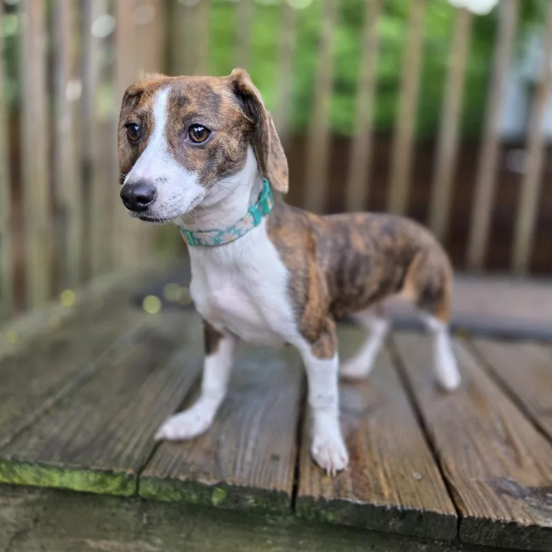 A baby small-sized female Brindle Dachshund dog named Greta for adoption in Chattanooga, TN