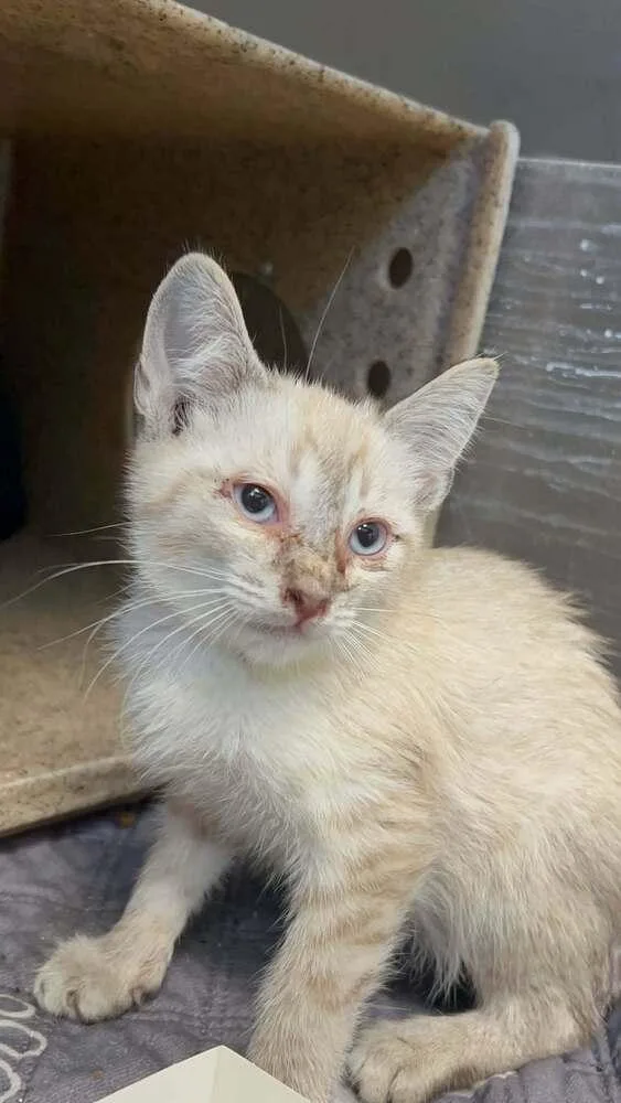 A baby small-sized male Siamese cat named Karl for adoption in Pacifica, CA